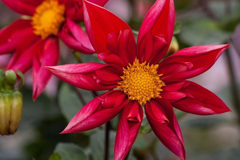 dahlias